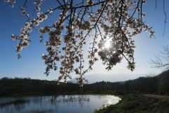 2017_03_26-Mandra-Murata-1